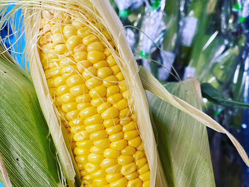 とうもろこし